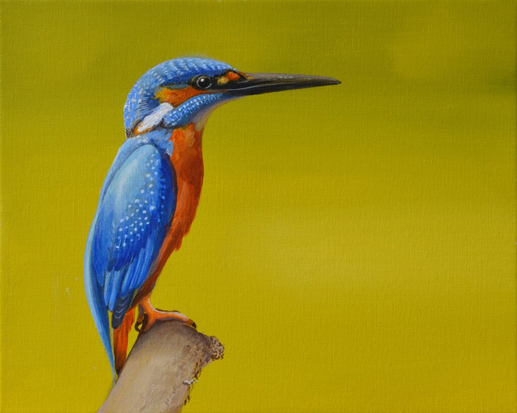 Frank Anderson | Kingfisher aol, 40 x 50cm